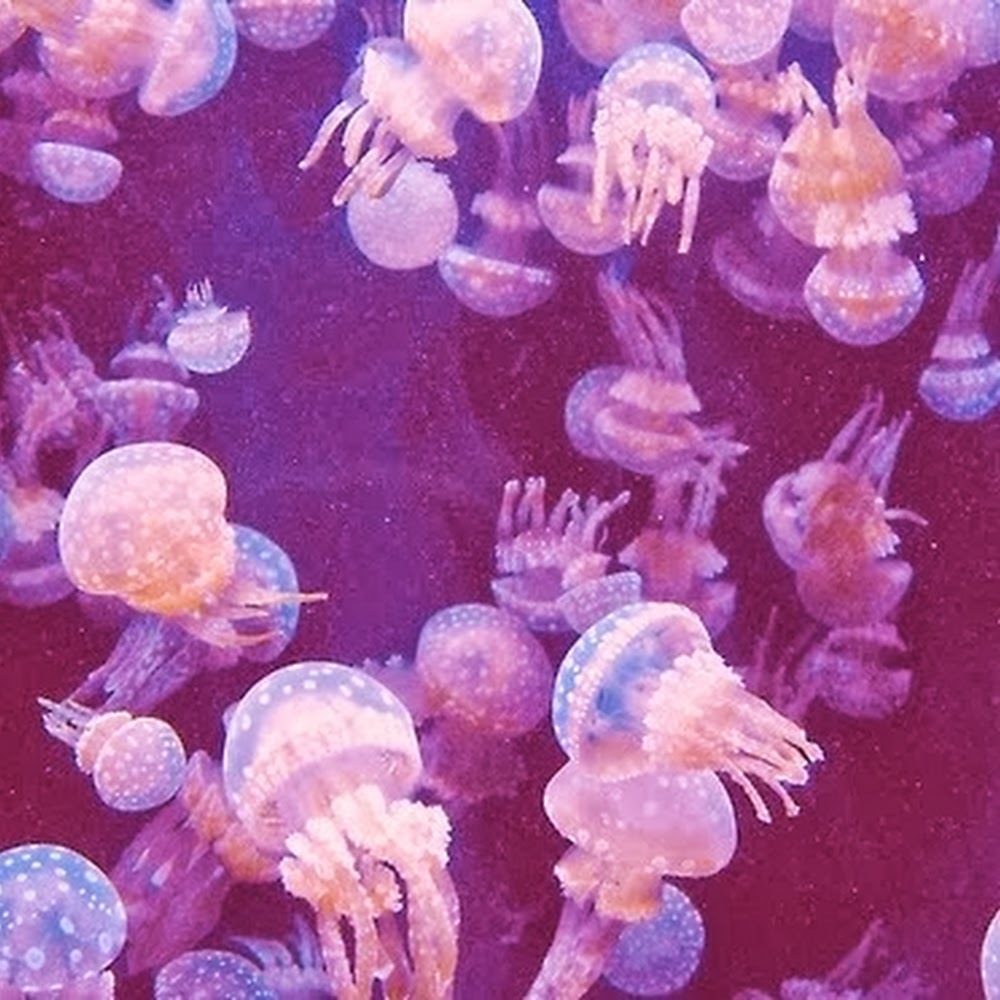 Meet your Posher, Erika